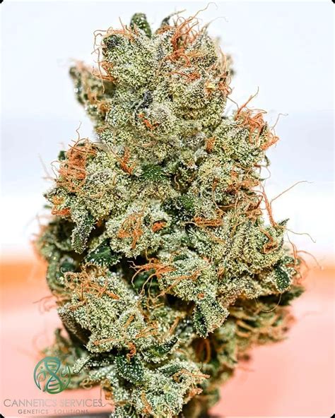 coco freeze strain.